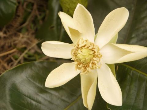 Magnolia yarumalensis, Endangered. This Colombian magnolia is targeted for its timber. Credit: Marcela Serna