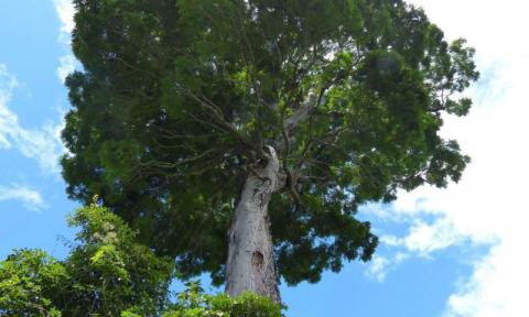 tree tree