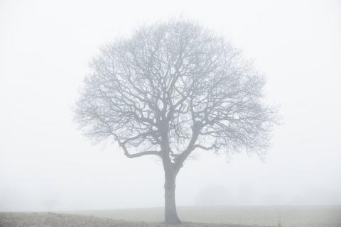 oak in the fog