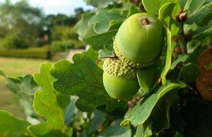 oak oak