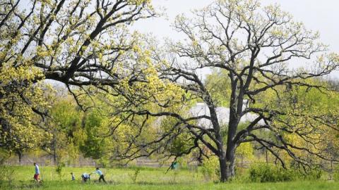 oak savannas oak savannas