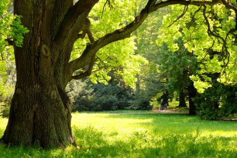 oak oak
