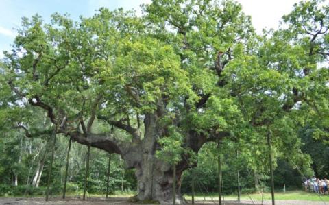 Old tree UK old tree UK