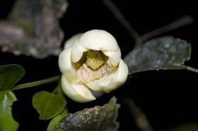opening-flower magnolia opening flower magnolia