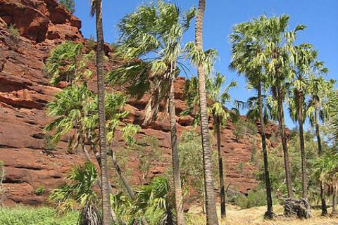 Palm trees Palm trees