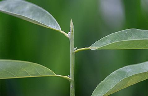 magnolia magnolia