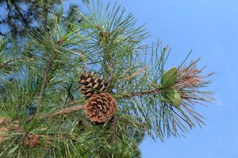 pine pine