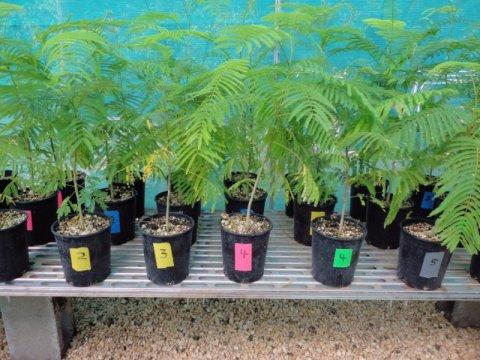 rare trees rare trees
