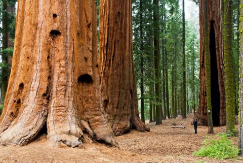 Redwood tree