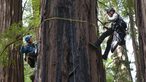 Redwood Redwood