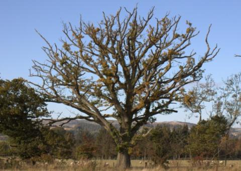 Oak tree