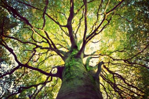 Just like humans rely on bacteria in and outside of our body to maintain our health, tree branches rely on natural fertilization by bacteria in their branches. (Photo : Getty Images)