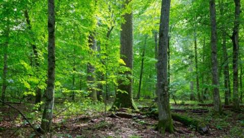 trees tree