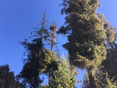 Every year, dwarf mistletoe and bark beetles attack trees at Bogus Basin from the ground up