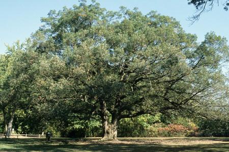 White oak tree in summer