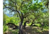 oak tree