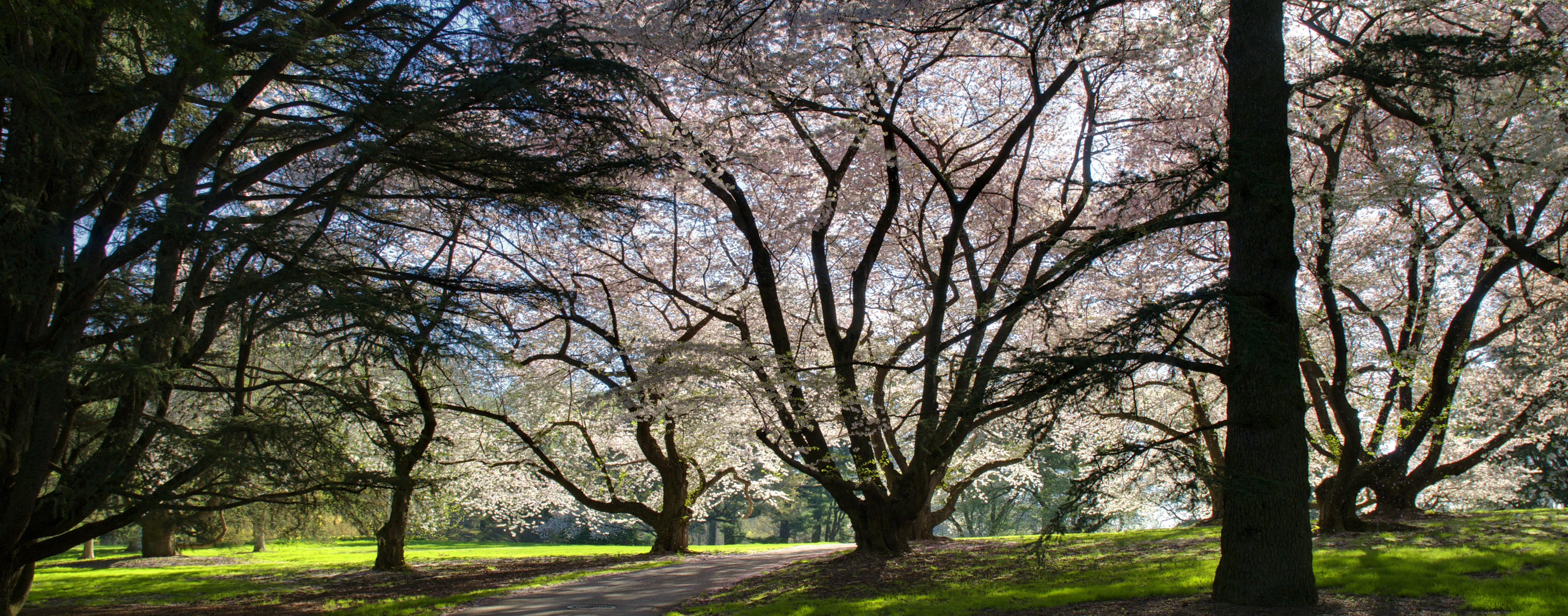 trees
