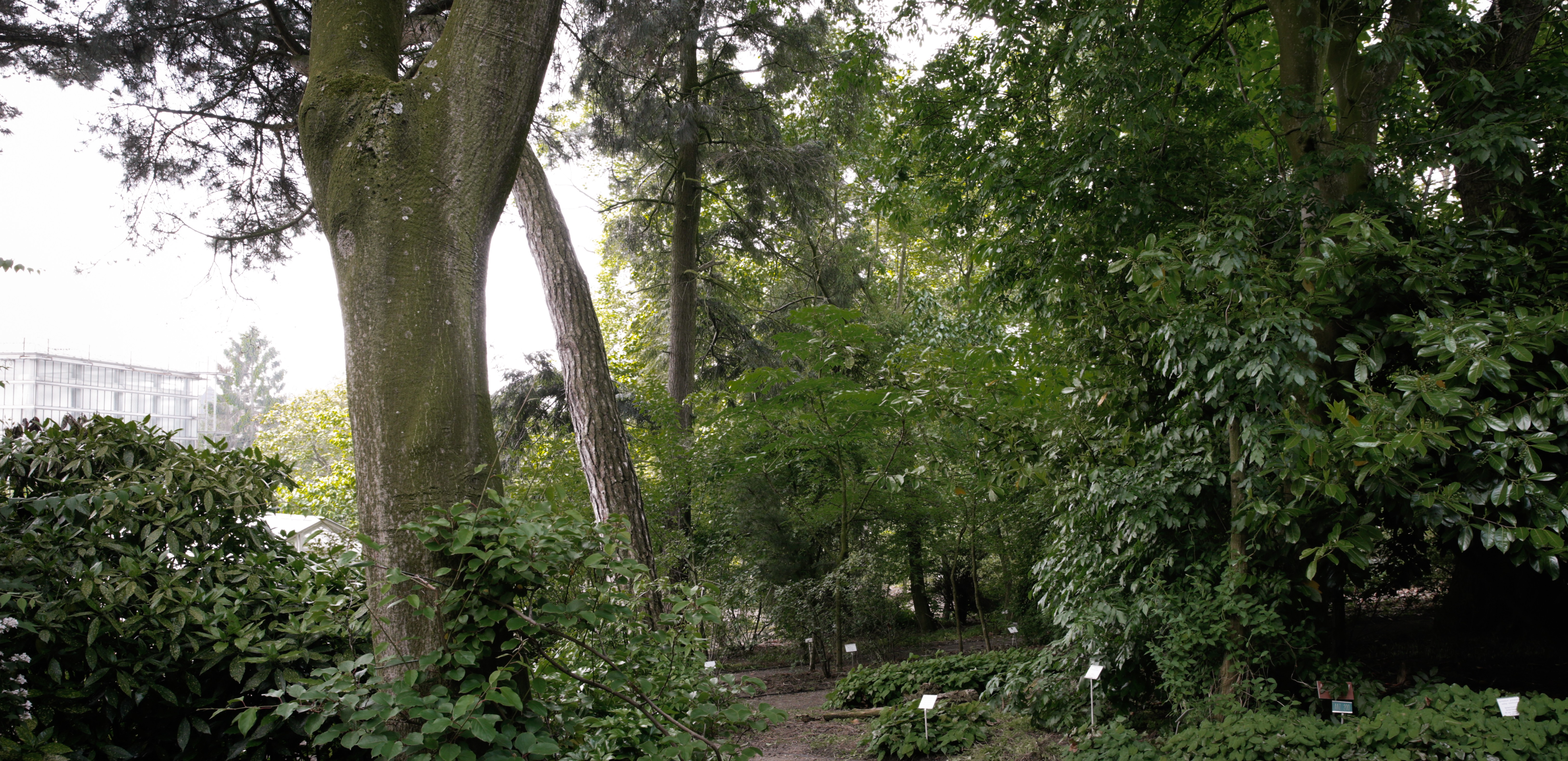 arb