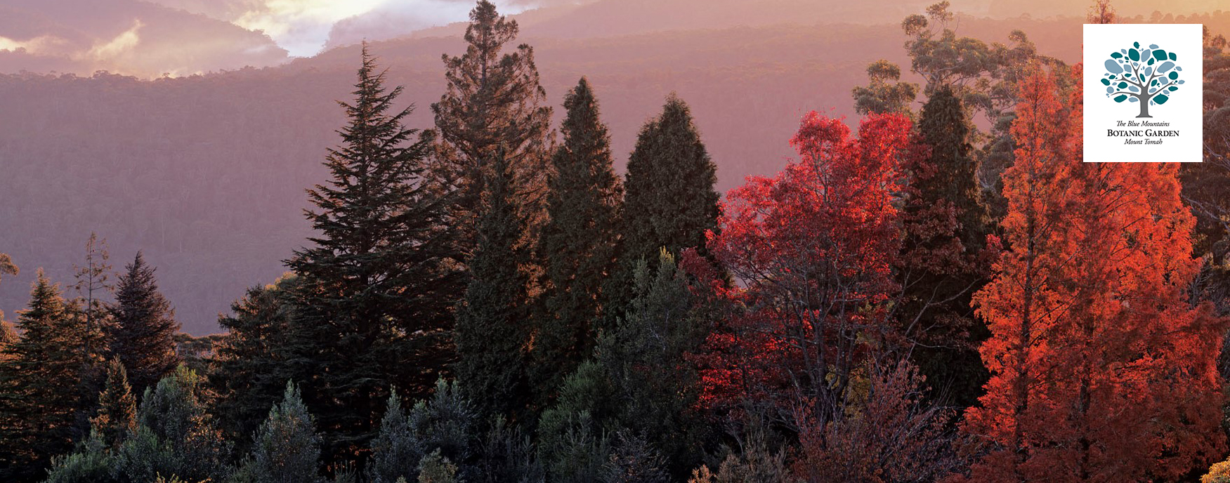 Blue Mountain Botanic Garden autumn morning Blue Mountain Botainc Garden autumn