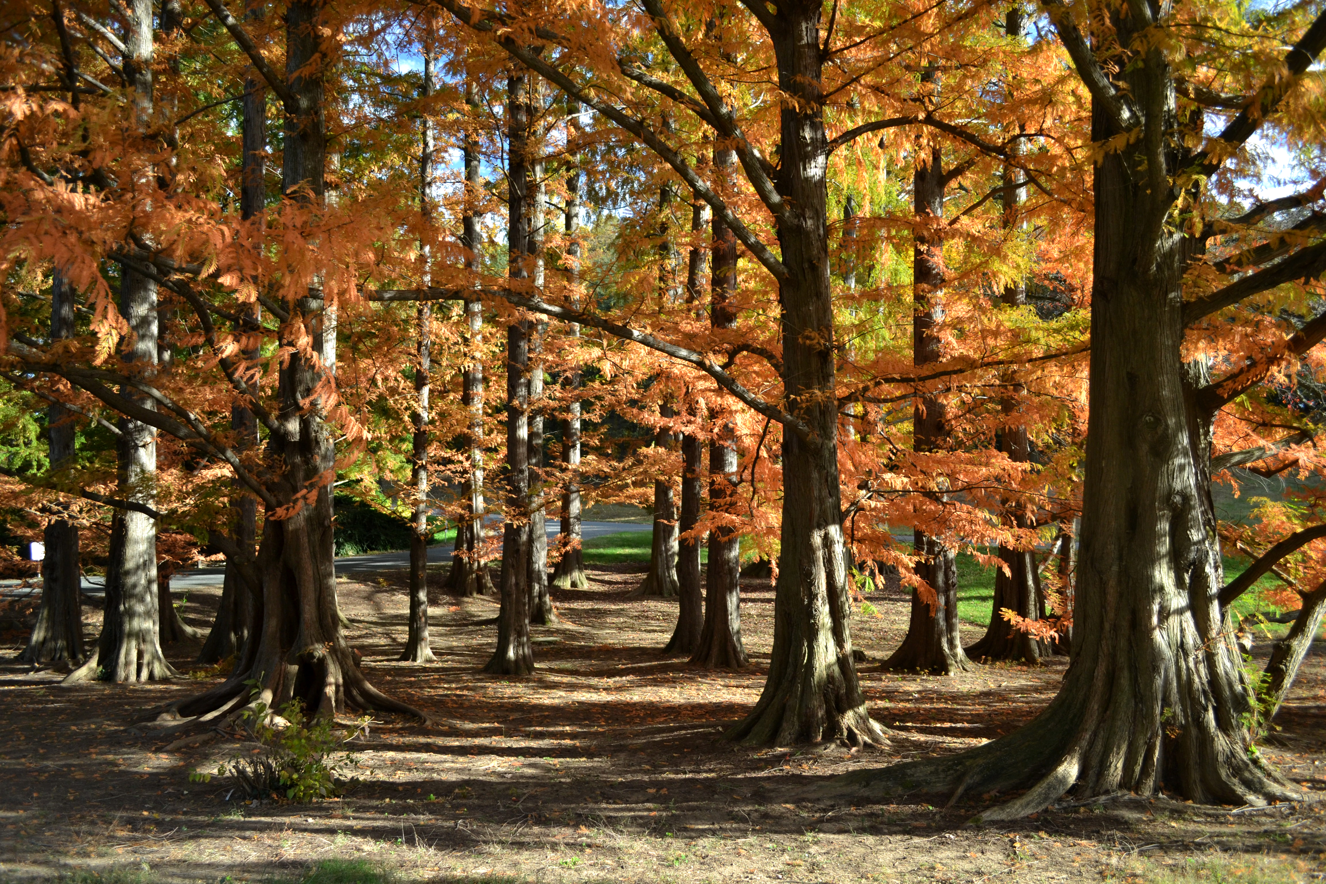 Dawn redwoods in Conifer Collection Dawn redwoods in Conifer Collection