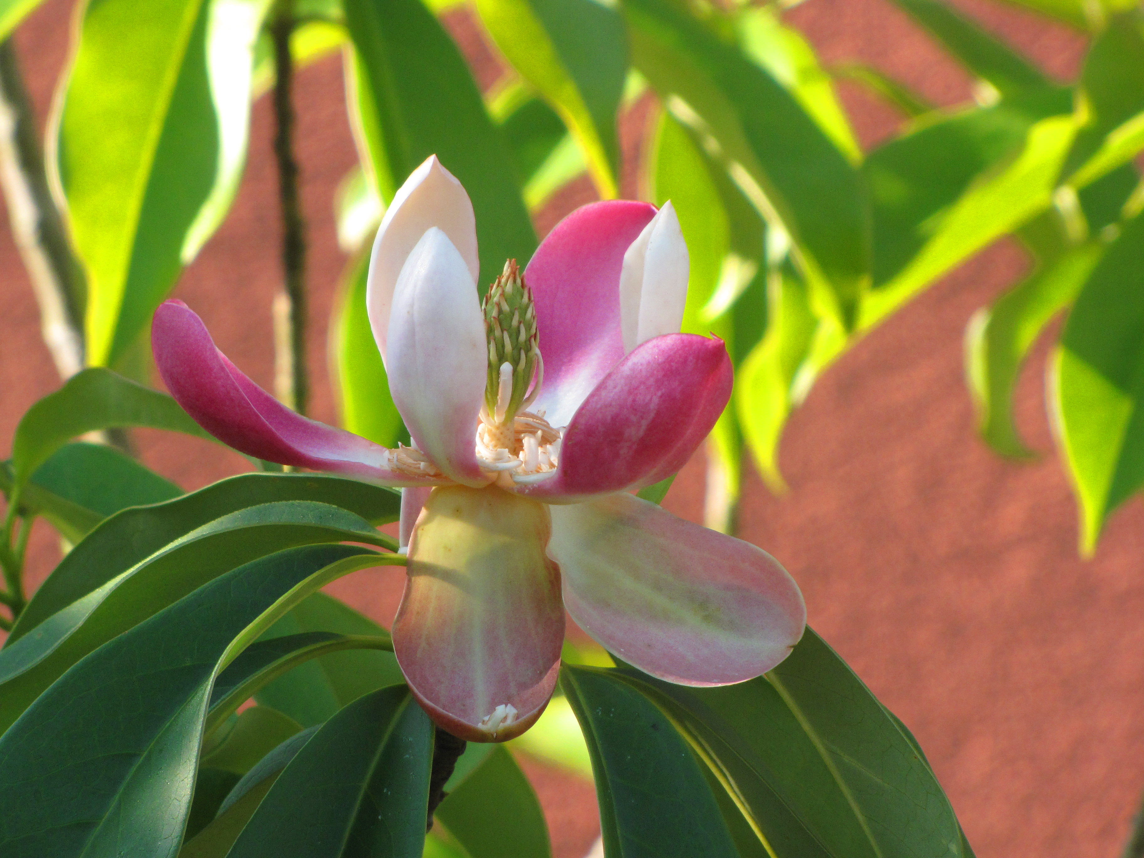  Magnolia insignis