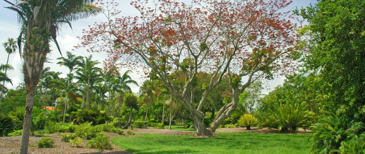 arb