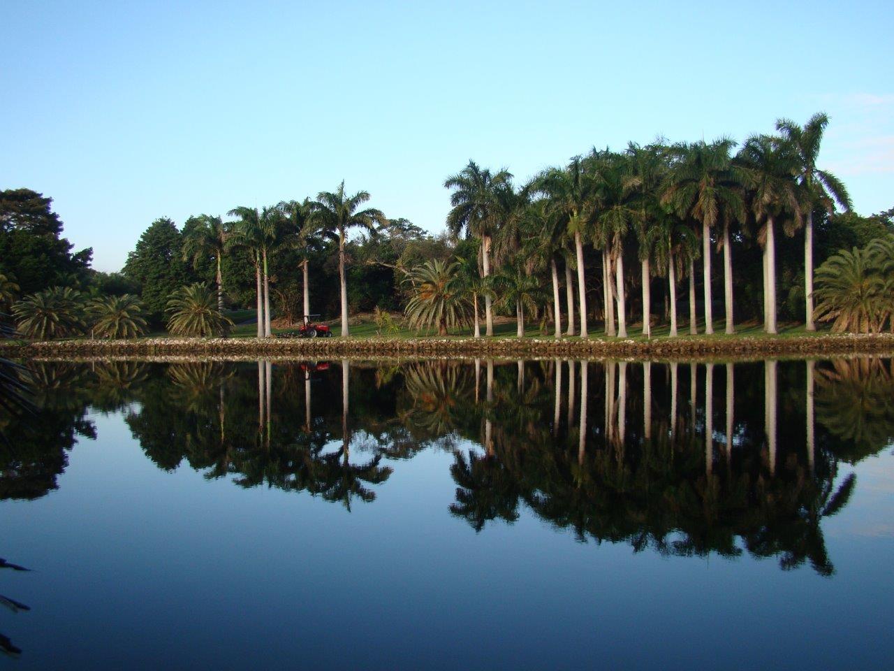arb