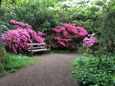 Howick Hall Arboretum spring blooms