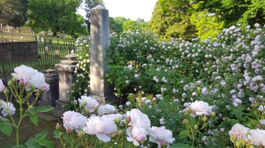 Cemetery roses