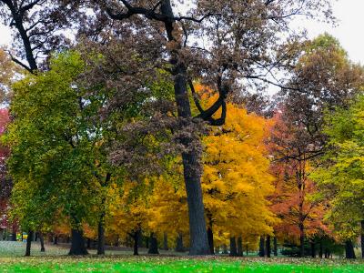 West Chicago Arboretum - Autumn trees