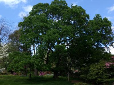 tree tree