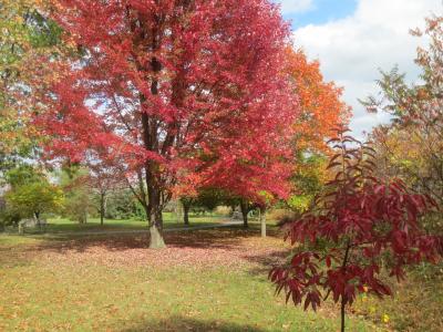 Orchard Arboretum - fall
