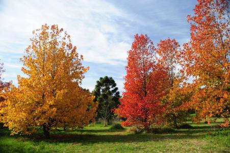 autumn trees