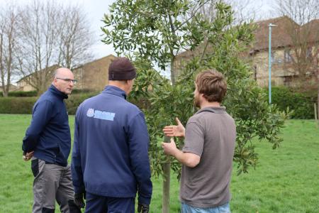 tree planting