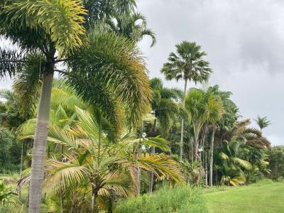 trees trees