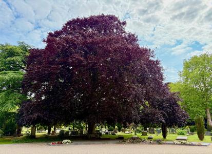tree