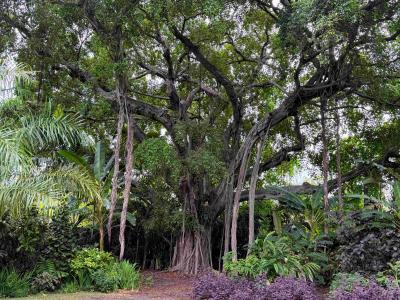 trees trees