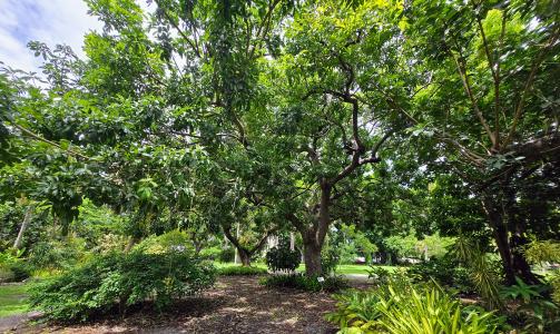 tree tree