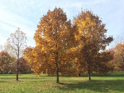 autumn tree