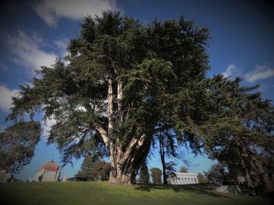 Monterey Cypress Monterey Cypress