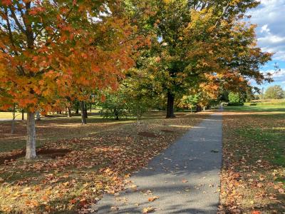 autumn maple