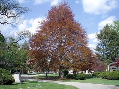 arb