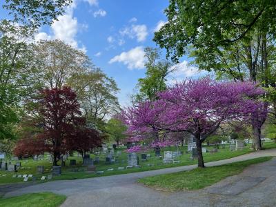 cemetery trees