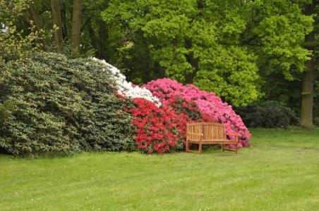 Pruhonice Botanic Garden -Rhododendrons