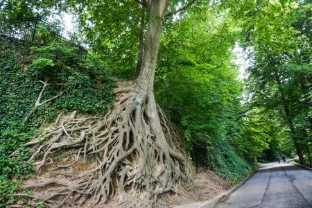 Roots tree