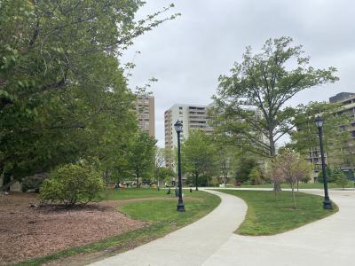 tree path