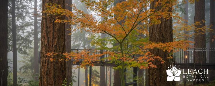 Tree walk