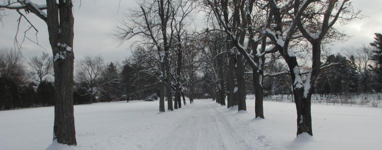 Vale Arboretum Treeline Brandywine - winter