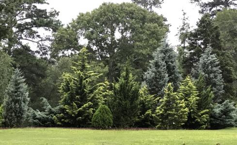Lockerly Arboretum - Conifers
