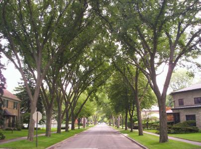 River Forest trees